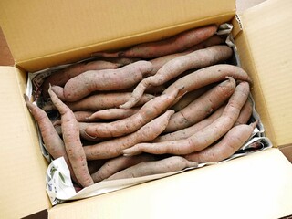 ダンボールに入った日本の細いさつまいも5kg（紫芋のふくむらさき）