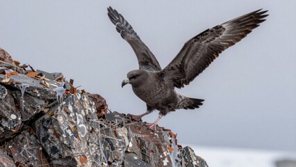 Bird lands on rocky surface while spreading wings in a cold, cloudy environment during daytime near the coast