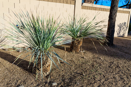 A couple of Dasylirion wheeleri, also known as Sotol or Desert Spoon shrubs with long green serrated leaves often planted along xeriscaped roadsides in Phoenix, Arizona
