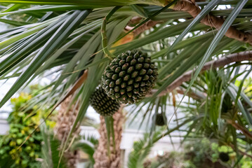 ビヨウタコノキ