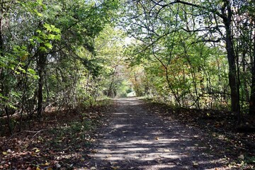 Fototapeta premium The long path in the woods on a autumn day.