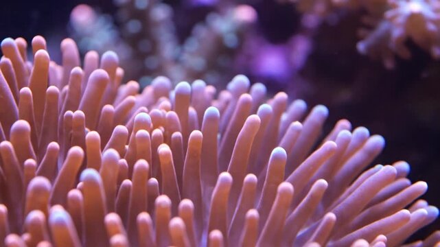 Vibrant coral polyps close-up in a marine aquarium or ocean reef