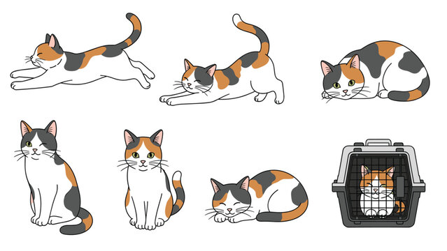 Set of illustrations showing a cute calico cat in various poses such as stretching, sleeping, playing, and inside a pet carrier.