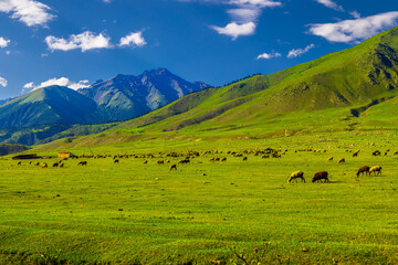 Herd of sheep grazes peacefully in a grassy meadow surrounded by mountains in Kyrgyzstan. Clear blue sky with scattered clouds enhances the serene rural landscape. © lucky pics