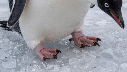 Penguin walks on ice in a cold environment during winter