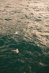 Naklejka premium Seagulls and the sea 2