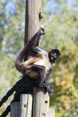 A huge alpha male baboon monkey rests by the river bank