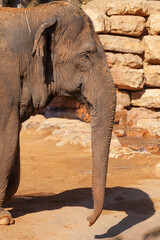 Big elephant. Close-up. Zoo Savannah