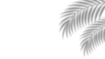 Realistic palm leaves shadow with overlay effect summer decoration element vector art. Gray and white elegant tropical coconut leaf and branches blur shadow background. Vector illustration.