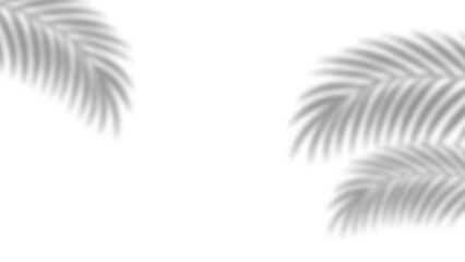 Obraz premium Realistic palm leaves shadow with overlay effect summer decoration element vector art. Gray and white elegant tropical coconut leaf and branches blur shadow background. Vector illustration.