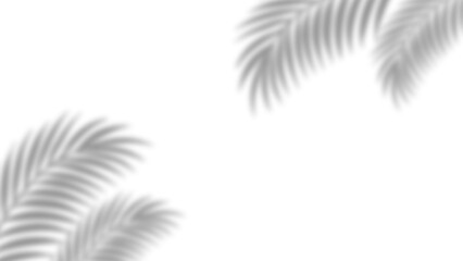 Realistic palm leaves shadow with overlay effect summer decoration element vector art. Gray and white elegant tropical coconut leaf and branches blur shadow background. Vector illustration.