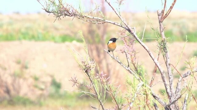 a male black-headed chased bird or Saxicola rubicola, sitting on a thin branch of a low saxaul shrub in the steppe of Kazakhstan