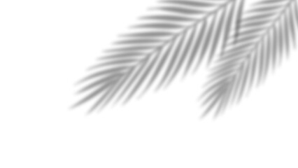 Realistic palm leaves shadow with overlay effect summer decoration element vector art. Gray and white elegant tropical coconut leaf and branches blur shadow background. Vector illustration.