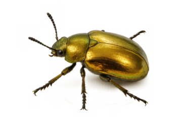 Golden beetle displaying vibrant metallic green and gold colors, an invertebrate insect isolated on a transparent background