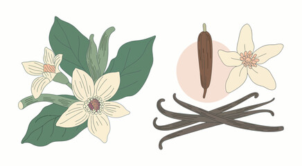 Botanical illustration featuring vanilla orchid flowers and mature pods, depicting the natural spice's journey from bloom to bean © 弗莱彻