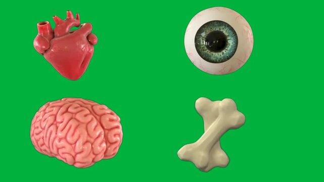 3D rendered human internal organs and body parts including heart, eye, brain, and bones on a green background.