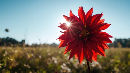 Close-up of a Dahlia Coccinea bloom highlighting petal structure and color, suitable for botanical study