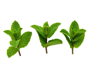 Three vibrant sprigs of fresh, green foliage on a black background, showcasing intricate leaf details