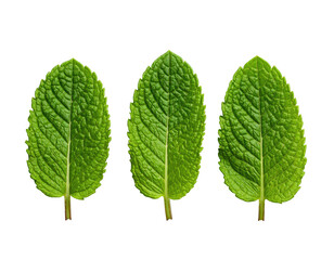 Three vibrant green leaves, with distinct veins, isolated against a solid black background