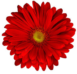 Gerbera  flower  on  isolated background with clipping path. Closeup. For design. Nature  Transparent background.	