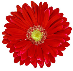 Gerbera  flower  on  isolated background with clipping path. Closeup. For design. Nature.