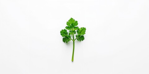 Close-up of a parsley twig on a white surface, ideal for culinary, packaging, or ingredient identification purposes