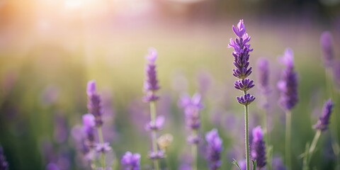 Obraz premium Closeup of purple lavender in a field used as a natural background for text or layout, summer season