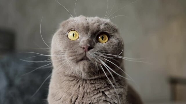 Gray Scottish Fold looking at camera