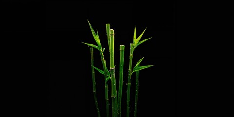 Obraz premium Green bamboo poles used as a decorative wall feature for environmental themes and natural aesthetics