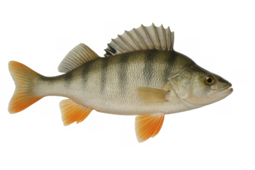 European perch fish swimming, a freshwater predator and popular target for fishing, isolated on transparent background