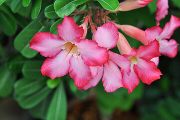 Beautiful pink flowers captured in Pattaya, Thailand, showcasing vibrant colors and lush greenery