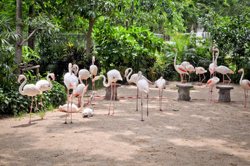 Khao Kheo Zoo, A visitor in Pattaya, Thailand, enjoying the beauty of flamingos in a lush, green setting, highlighting natures elegance