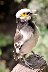A striking bird with vibrant plumage in Pattaya, Thailand, showcasing its unique features in a natural setting. Khao Kheo Zoo
