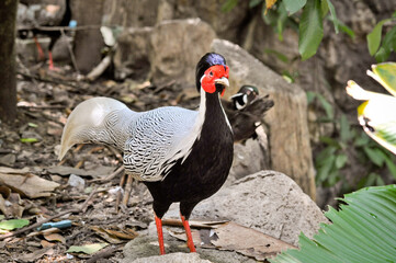 A striking bird with vibrant plumage in Pattaya, Thailand, showcasing its unique features in a natural setting. Khao Kheo Zoo