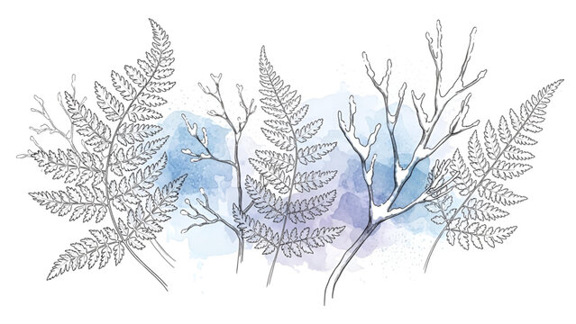Watercolor fern leaves illustration with blue background