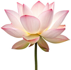 Fototapeta premium A fully bloomed, delicate pink and white lotus flower with layered petals exhibiting subtle veining and a soft, velvety texture, gracefully presented in a, isolated on transparent background.
