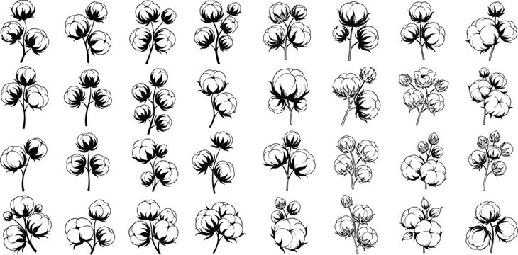 Botanical cotton plant flower seamless pattern in with various stem designs