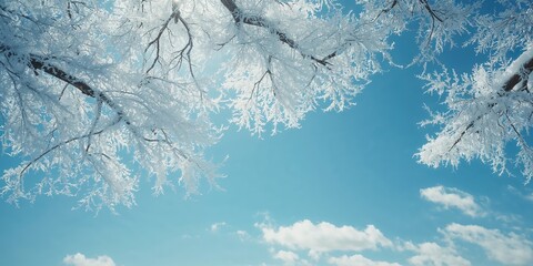 Snow and ice-laden tree branches beneath a bright blue sky during winter, winter weather conditions