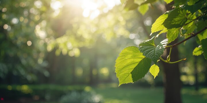 Close-up of catalpa leaves with prominent veins, used as a decorative nature background for editorial layouts, Earth Day