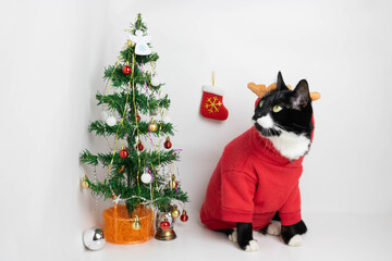 A funny black cat in a red suit with brown horns is looking at a small Christmas tree with toys. The concept of Christmas and New Year