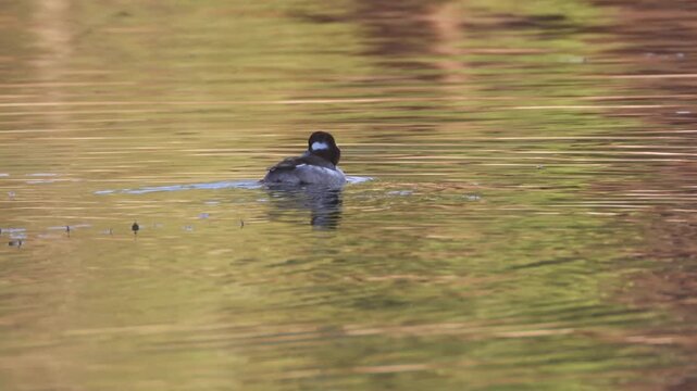 First winter male bufflehead duck (Bucephala albeola) swimming alone on calm water at Antelope Lake in Plumas County, California, with autumn reflections on the lake surface.