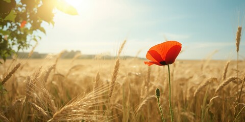 Obraz premium Summer scene with a red poppy flower amid a field of ripe rye, ideal for landscape and floral layouts