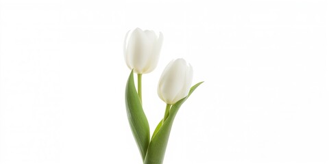 White tulips on a plain background used for floral design layouts, simplicity and elegance