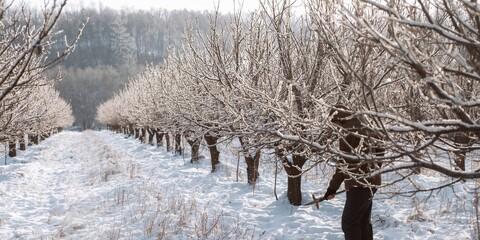 Winter scene of a pruned apple orchard in December, seasonal tree maintenance practices