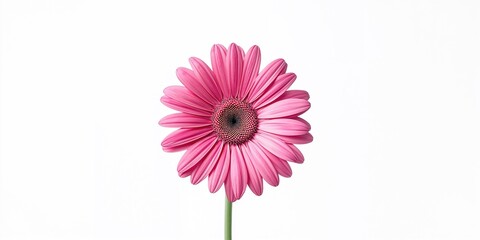 Close-up of a pink daisy on a white background for botanical illustration, backdrop
