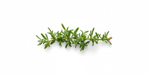 Thyme green leaves displayed as a medicinal plant for herbal remedies and wellness