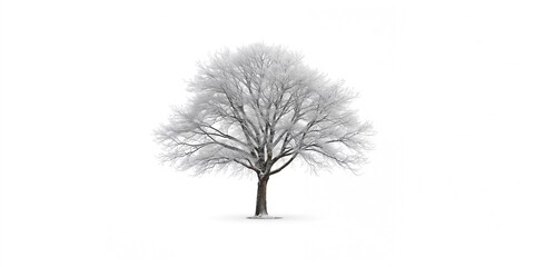 Fototapeta premium Single leafless tree isolated on white background, suitable for layout and graphic design