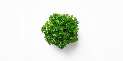 Fototapeta premium Fresh parsley herb arranged for food preparation, emphasizing flavor enhancement and garnish use