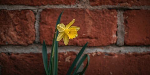 Wild daffodil in late bloom growing against a garden wall, macro close-up for botanical study