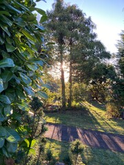Sonne im Herbst scheint durch die B&auml;ume auf Weg auf dem Friedhof